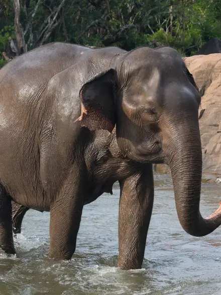 Asian elephant