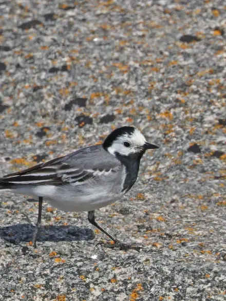 White wagtail