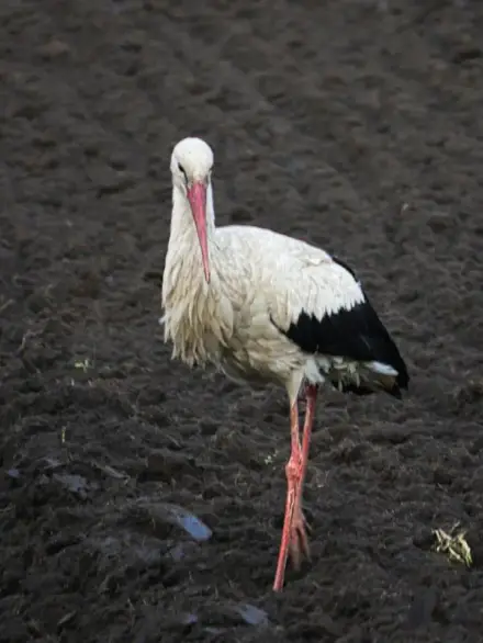 White stork