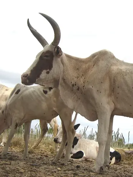 Zebu