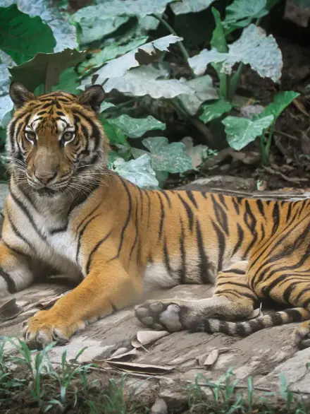 Malayan tiger