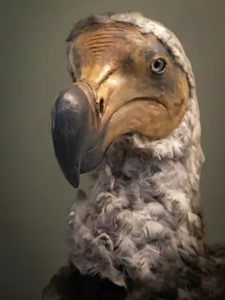Dodo