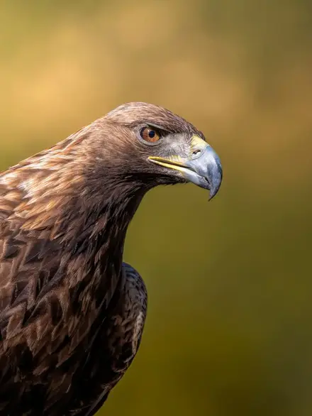 Golden eagle