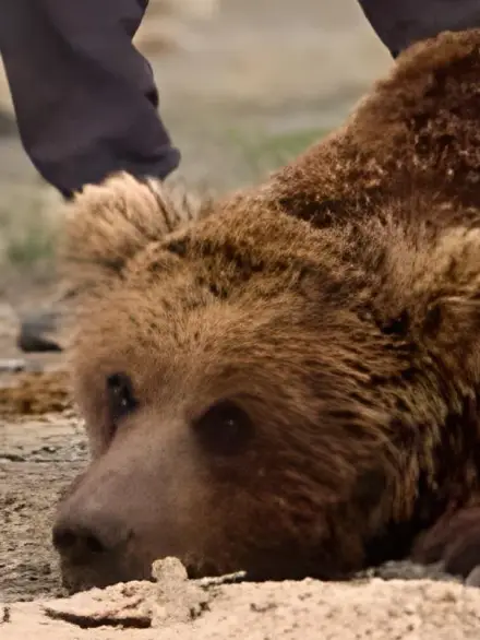 Gobi bear (mazaalai)