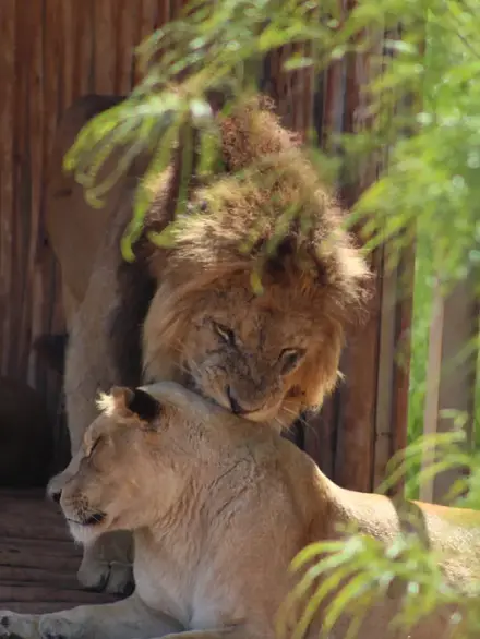 Barbary lion (Atlas lion)