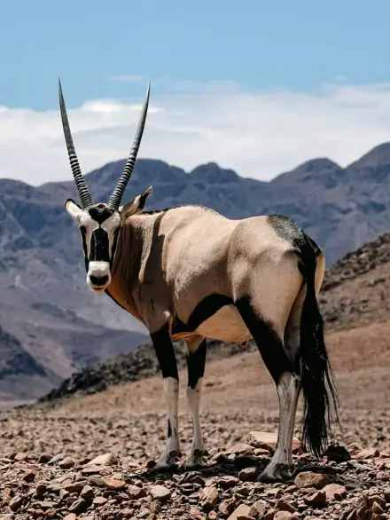 Gemsbok