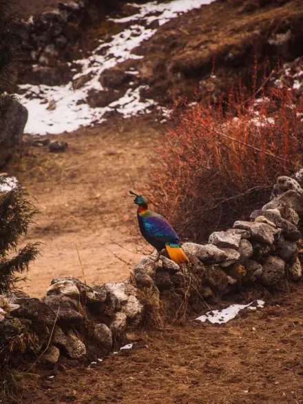 Himalayan monal