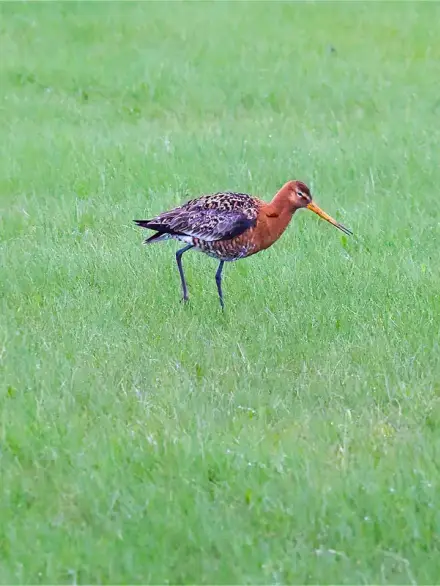 Black-tailed godwit
