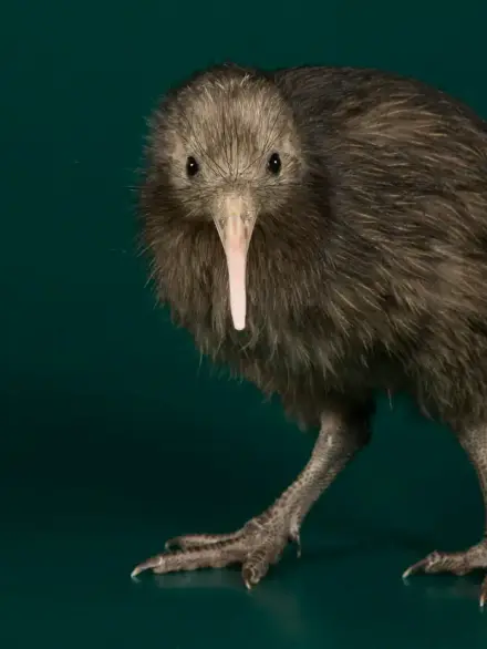 Kiwi