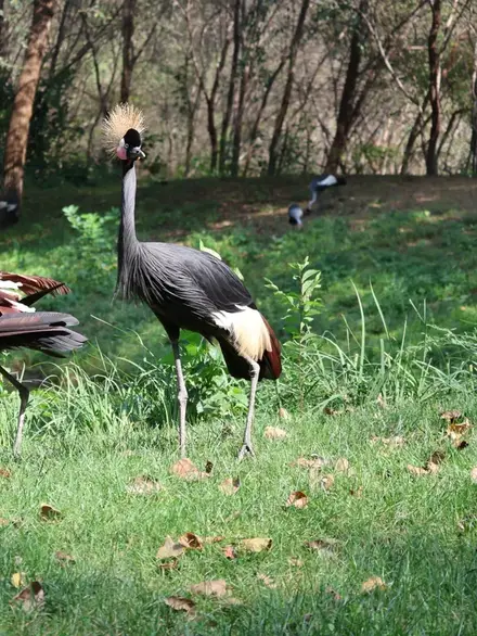 Black crowned crane