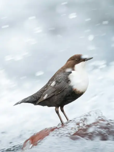 White-throated dipper