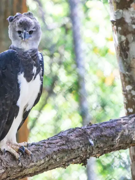 Harpy eagle