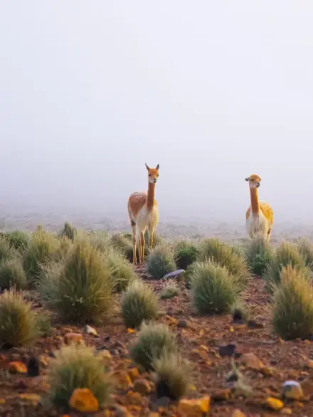 Vicuña