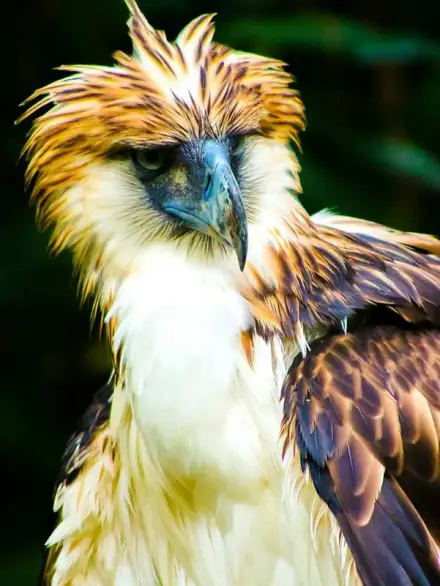 Philippine eagle
