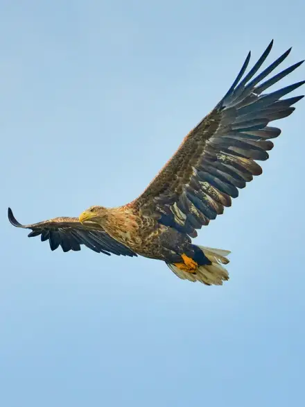 White-tailed eagle