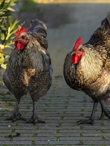 Rooster