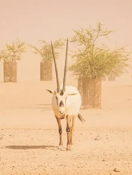 Arabian oryx