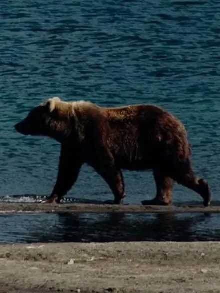Eurasian brown bear