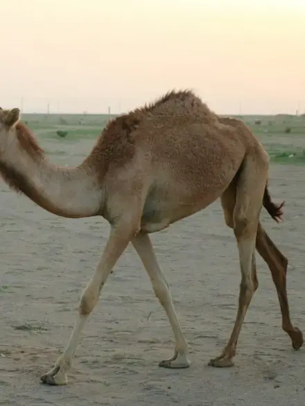 Dromedary camel