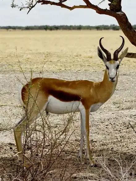 Springbok