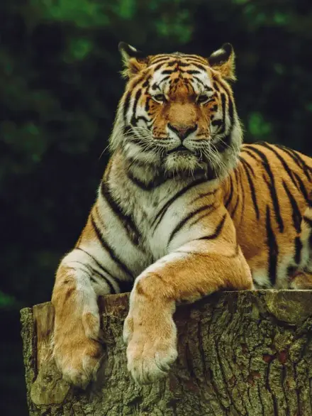 Siberian tiger