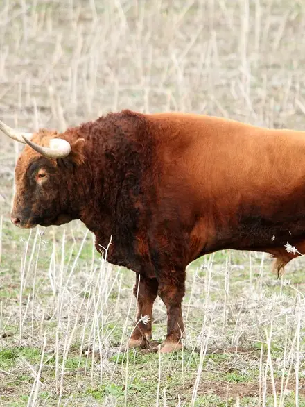 Spanish fighting bull