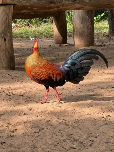 Sri Lanka junglefowl