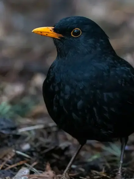 Eurasian blackbird
