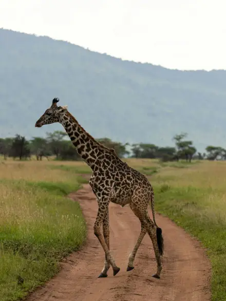 Masai giraffe