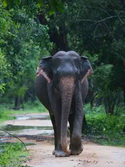 Asian elephant
