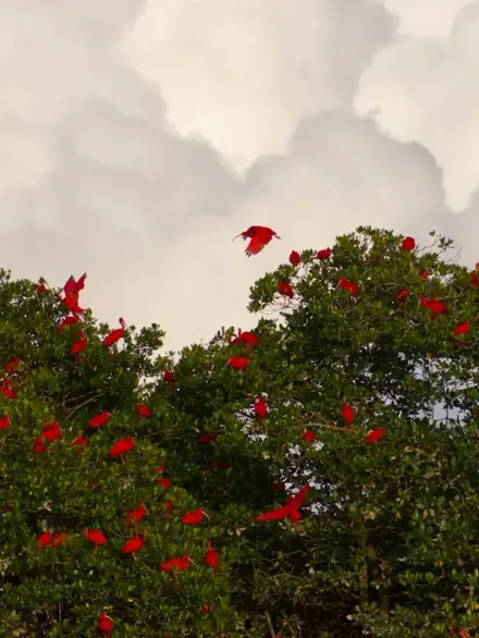 Scarlet ibis