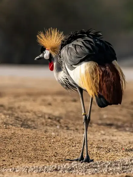 Grey crowned crane