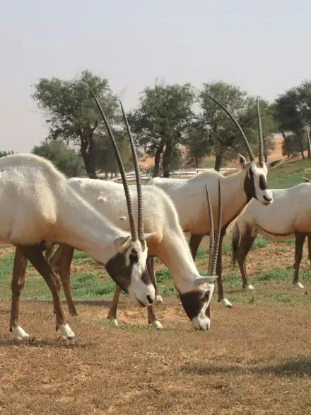 Arabian oryx