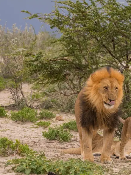 Lion