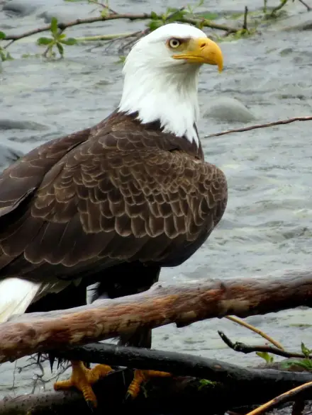 Bald eagle