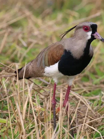Southern lapwing (tero)