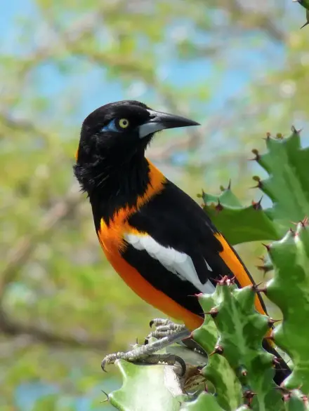 Venezuelan troupial