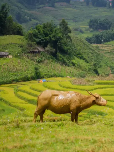 Water buffalo