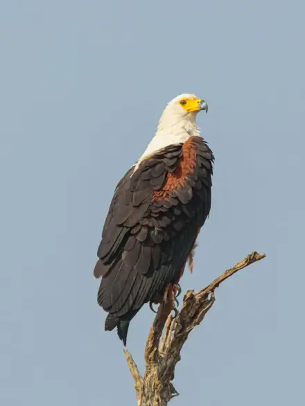 African fish eagle