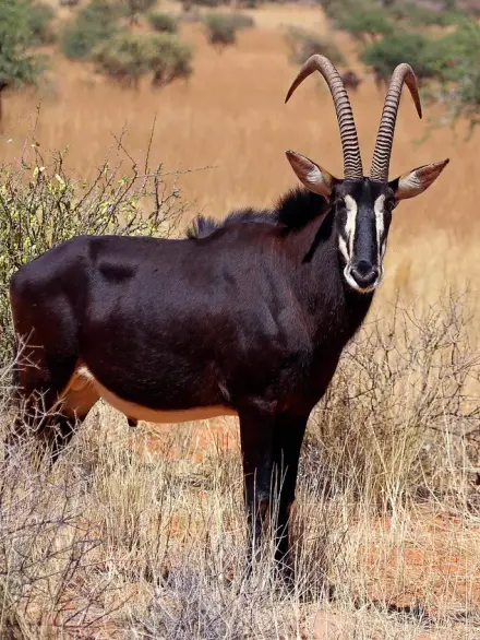 Sable antelope