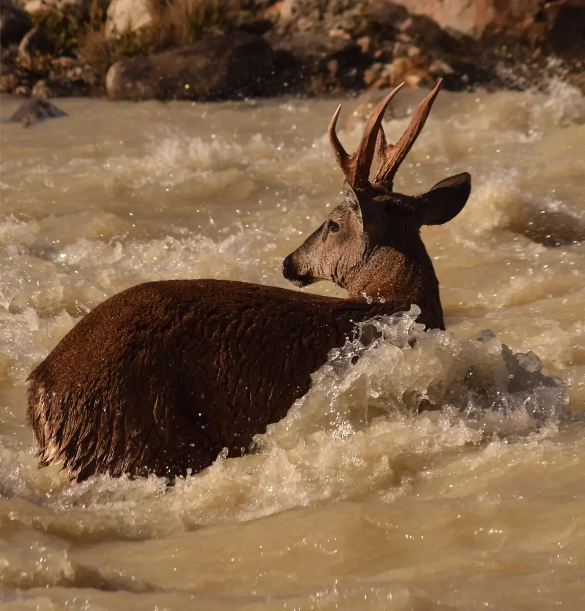 A male huemul crossing a fast-flowing river in Patagonia