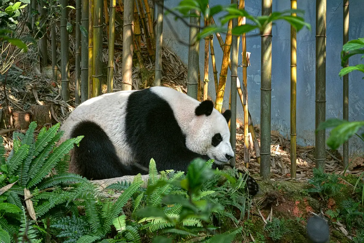 National Animal of China: Giant panda — Why It Was Chosen & Facts