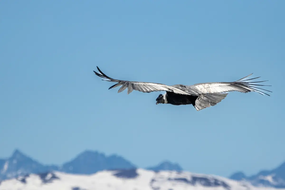 An Andean condor soaring over snowy mountains