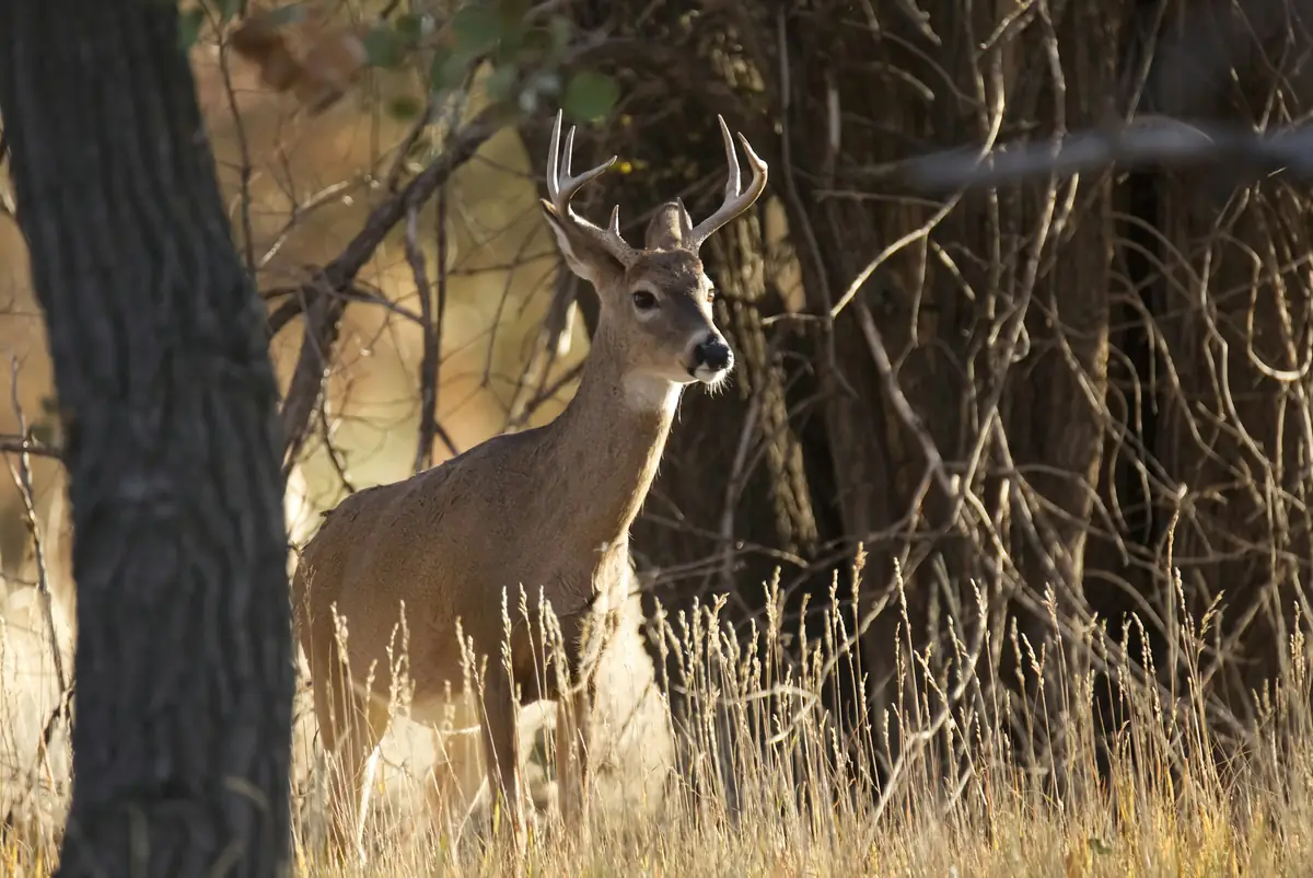 A white-tailed deer buck standing in tall grass at the edge of a forest