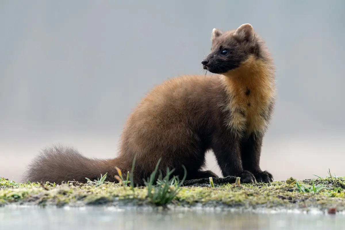 A European pine marten sitting on grassy ground near water