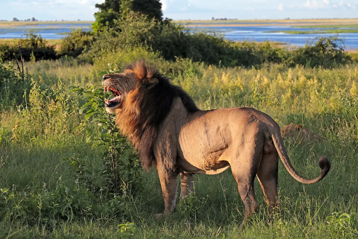 An old male lion with a thick mane in Chobe National Park, Botswana