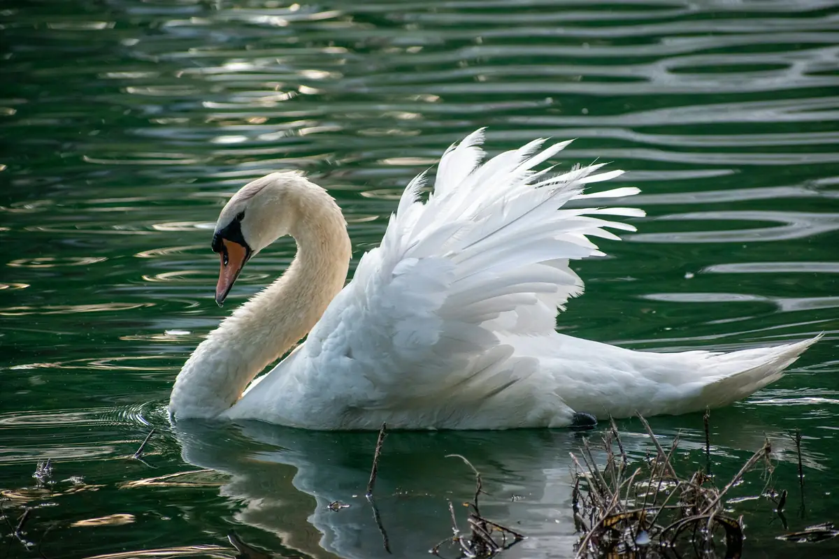 A mute swan with raised wings on a lake