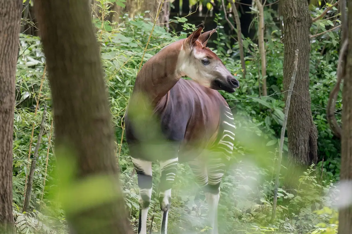 An okapi with striped legs standing among trees in a green forest