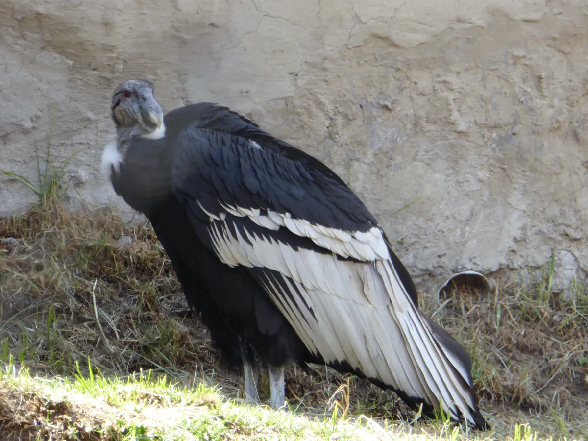 A red-eyed female Andean condor with a white neck ruff and black-and-white wings standing on grass in front of an earthen wall