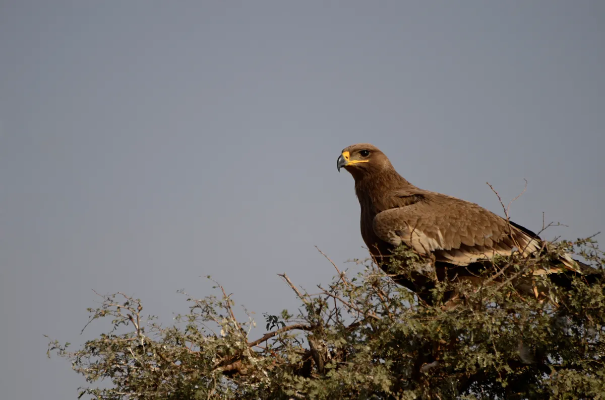 A dark-brown steppe eagle perched on top of a thorny bush against a pale grey sky